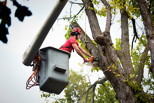 How Our Tree Care Process Works  in  Reston, VA