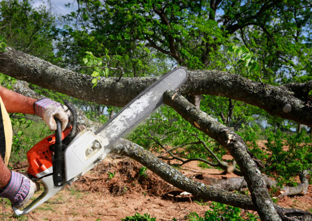 How Our Tree Care Process Works  in  Reston, VA